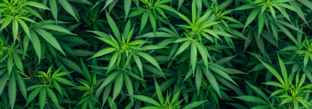 cannabis leaves